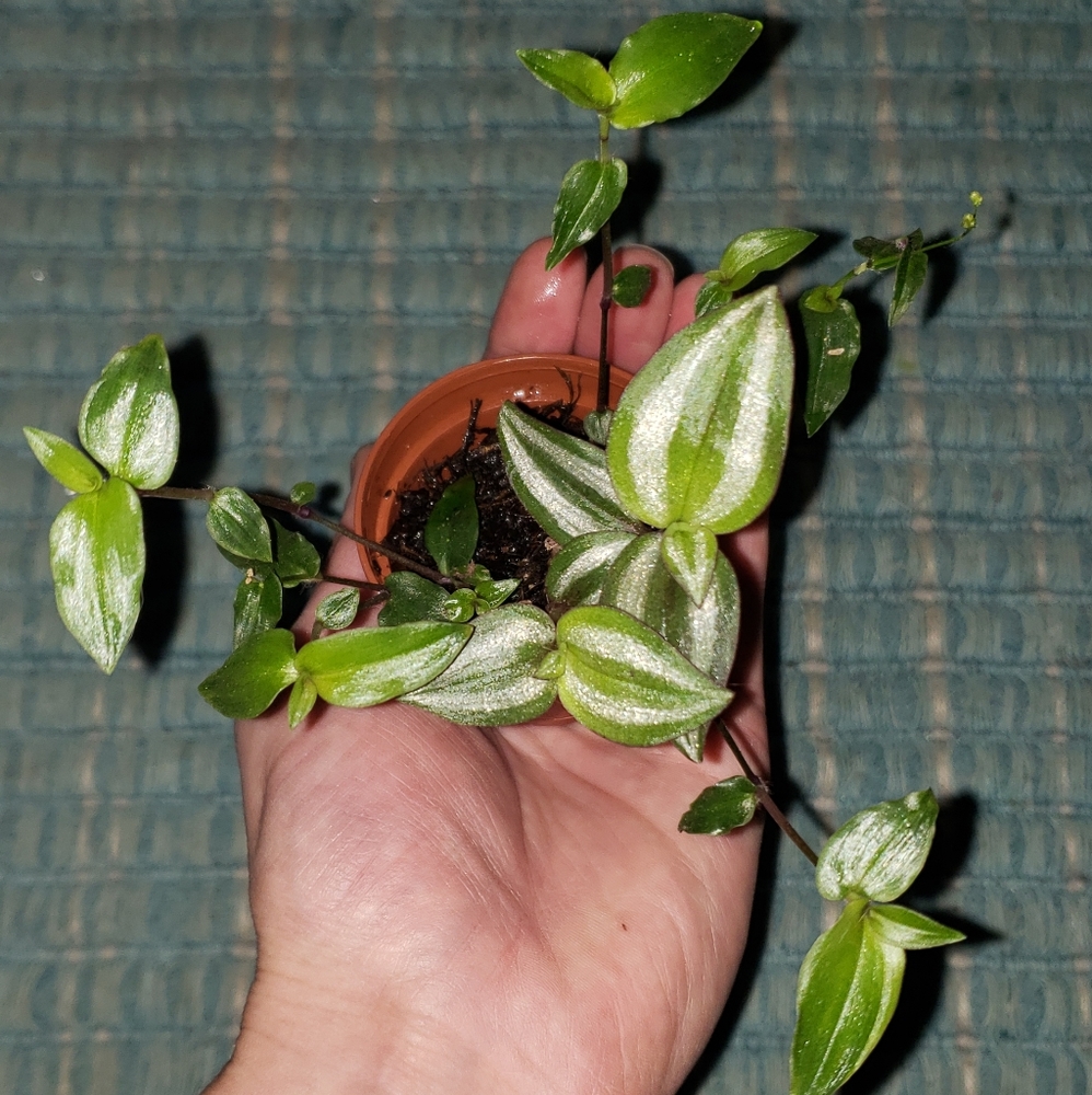 Wandering jew plant medley